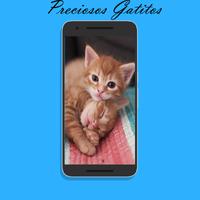 Imagenes de Gatos para fondos de pantalla gratis poster
