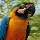 Birds Live Wallpaper APK