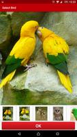 Birds screenshot 2
