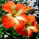 Flowers Live Wallpaper APK