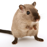 Running Mouse on Screen