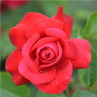 Rose biểu tượng