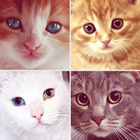 Icona Chats Mignons - Races de chats