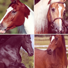 Cheval - Les races de chevaux آئیکن