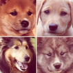 ”Chien Mignon – Races de chiens