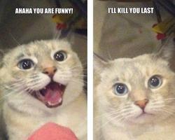 Hilarious Animal Memes (pics) poster