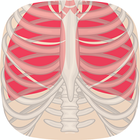 e-Anatomy icon
