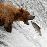 Katmai Bears icon