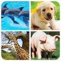 Animal Memory Game