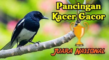 Masteran Kacer Gacor 24 Jam Plakat
