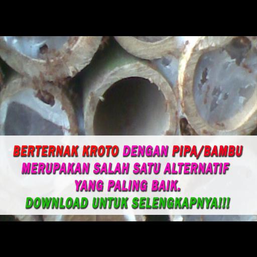 Panduan Beternak Kroto Sukses For Android Apk Download