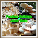 Panduan Budidaya Jamur Tiram APK