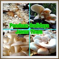 Panduan budidaya jamur tiram ภาพหน้าจอ 1