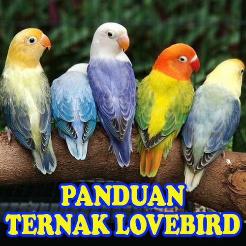 Panduan Cara Ternak Lovebird For Android Apk Download