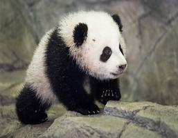 新可爱熊猫 PF 截圖 1