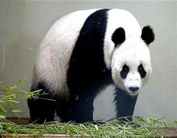 برنامه‌نما New Panda PF عکس از صفحه