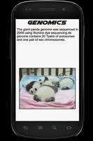 Panda Info Book スクリーンショット 1