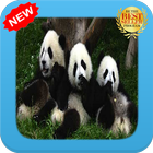 New Panda WP icône
