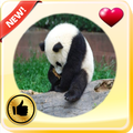 Panda Photo Frames