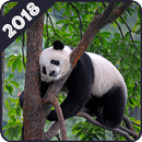 Panda Wallpaper APK