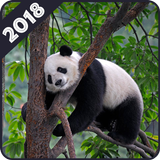 Panda Wallpaper icône