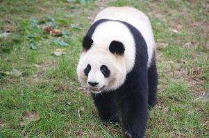 Panda Evolution capture d'écran 2