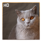 cat wallpaper icon