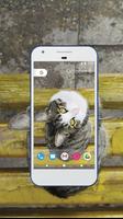 cat wallpaper Affiche