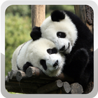 Panda Wallpaper آئیکن