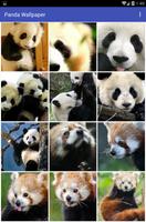 پوستر Panda Wallpaper