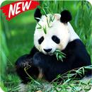 Panda Wallpaper Phone HD APK