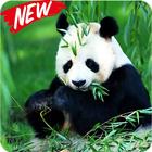 Panda Wallpaper Phone HD icône