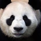 Panda Wallpaper Pictures HD Images Free Photos 4K иконка