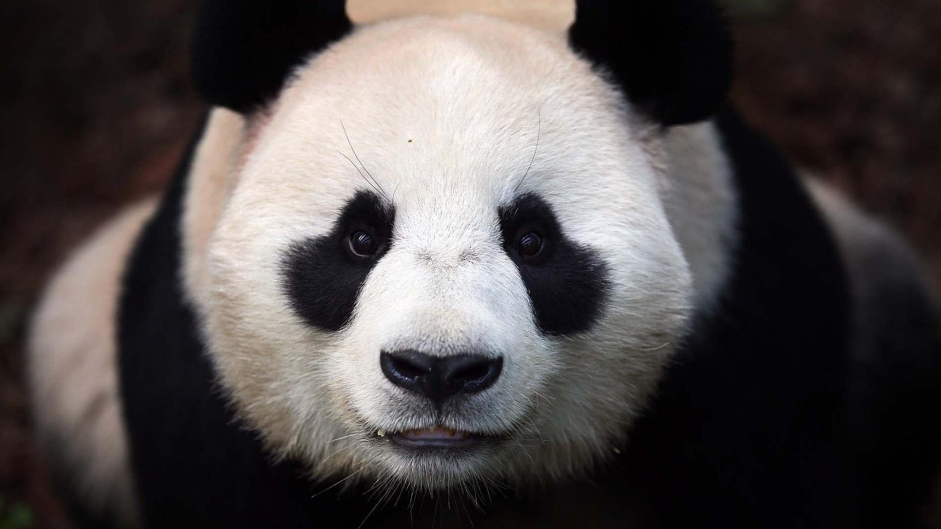 Panda Wallpaper Pictures HD Images Free Photos 4K APK pour Android Télécharger Panda Wallpaper Pictures HD Images Free Photos 4K APK pour Android Télécharger