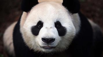 Panda Wallpaper Pictures HD Images Free Photos 4K 海報