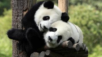 Panda Wallpaper Pictures HD Images Free Photos 4K скриншот 2