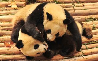 برنامه‌نما Panda Wallpaper Pictures HD Images Free Photos 4K عکس از صفحه