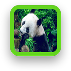 Panda Wallpaper icon