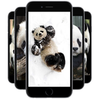 Panda Wallpapers ikon