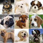 Puppies 2048 icône