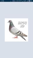 Bird & Animal HD Wallpaper Affiche