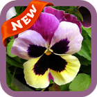 Pansy Wallpaper आइकन