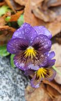 Pansy Wallpaper स्क्रीनशॉट 3