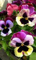 Pansy Wallpaper पोस्टर