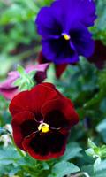 Pansy Wallpaper स्क्रीनशॉट 1