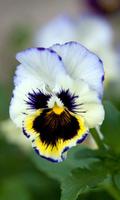 Pansy Wallpaper स्क्रीनशॉट 2