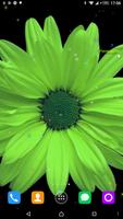 Chamomile live Wallpaper bài đăng