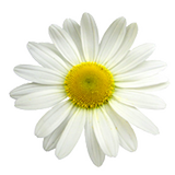Daisy live wallpaper আইকন