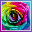 Roses PRO live wallpaper