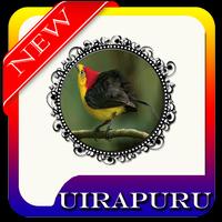 Brazilian Birds Uirapuru MP3 الملصق